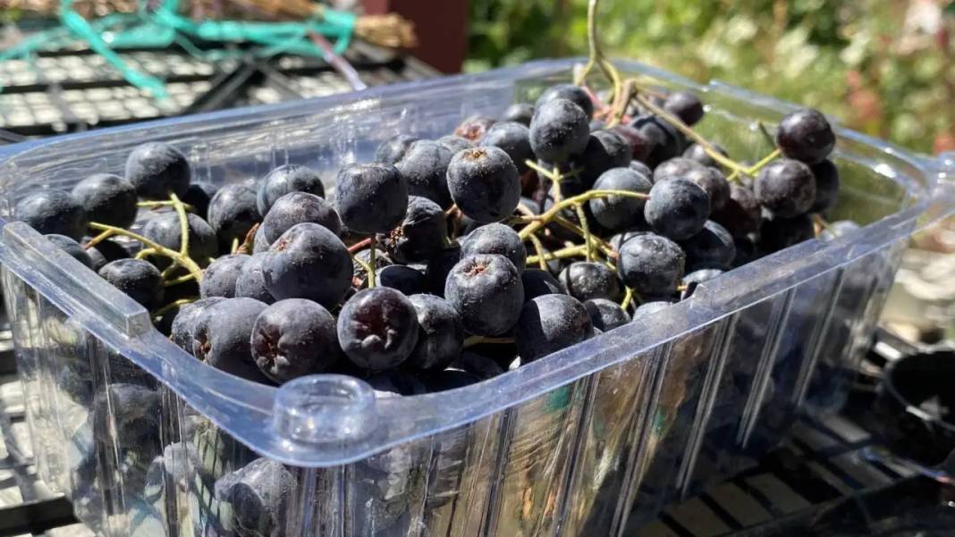 Burdur’da Kalbine İyi Gelen Meyvenin “Şifa” Bahçesini Yaptı! 3